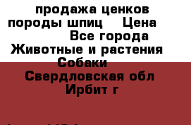 продажа ценков породы шпиц  › Цена ­ 35 000 - Все города Животные и растения » Собаки   . Свердловская обл.,Ирбит г.